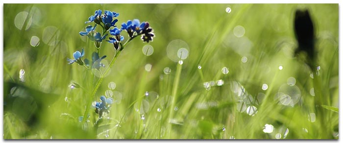 Attirer des papillons au jardin avec des herbes folles